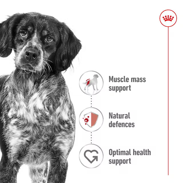 Royal Canin (Medium Adult) Dry Dog Food